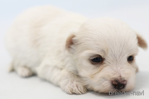 成約済の神奈川県のマルチーズ-296598の4枚目